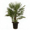 Palmier nain - Chamaerops humilis 120cm Pot 25L