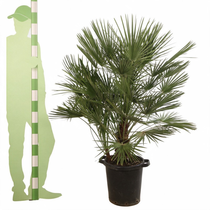 Palmier nain - Chamaerops humilis 120cm Pot 25L
