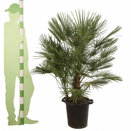 Palmier nain - Chamaerops humilis 120cm Pot 25L