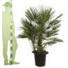 Palmier nain - Chamaerops humilis 120cm Pot 25L