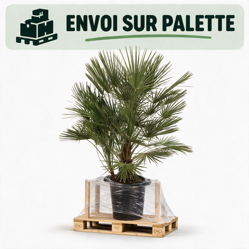 Palmier nain - Chamaerops humilis 120cm Pot 25L