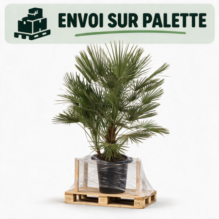 Palmier nain - Chamaerops humilis 120cm Pot 25L