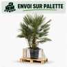 Palmier nain - Chamaerops humilis 120cm Pot 25L