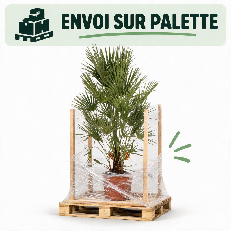 Palmier nain - Chamaerops humilis 110cm Pot 12L