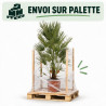 Palmier nain - Chamaerops humilis 110cm Pot 12L