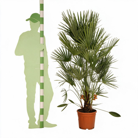 Palmier nain - Chamaerops humilis 110cm Pot 12L