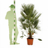 Palmier nain - Chamaerops humilis 110cm Pot 12L