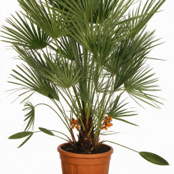 Palmier nain - Chamaerops humilis 110cm Pot 12L