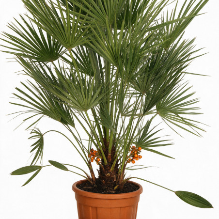 Palmier nain - Chamaerops humilis 110cm Pot 12L