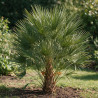 Palmier nain - Chamaerops humilis 110cm Pot 12L