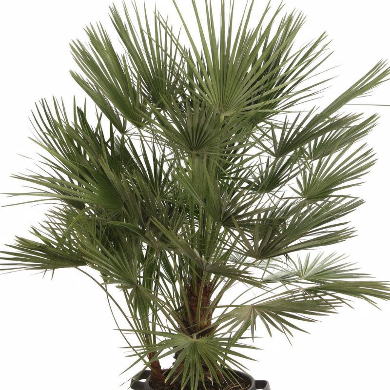 Palmier nain - Chamaerops humilis 120cm Pot 25L