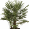 Palmier nain - Chamaerops humilis 120cm Pot 25L
