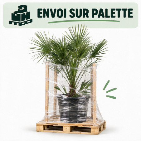 Palmier nain - Chamaerops humilis 120/140cm Pot 30L