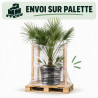 Palmier nain - Chamaerops humilis 120/140cm Pot 30L