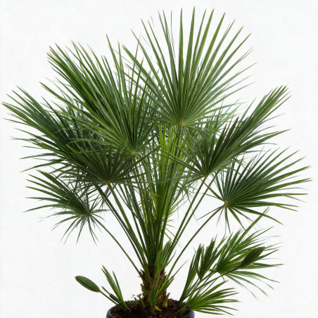 Palmier nain - Chamaerops humilis 120/140cm Pot 30L