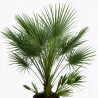 Palmier nain - Chamaerops humilis 120/140cm Pot 30L