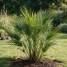 Palmier nain - Chamaerops humilis 120/140cm Pot 30L