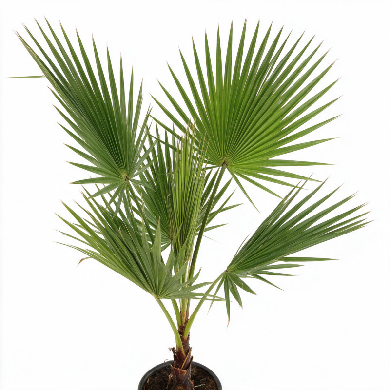 Palmier Washingtonia - Washingtonia robusta 110cm Pot 10L