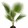 Palmier Washingtonia - Washingtonia robusta 110cm Pot 10L