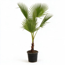 Palmier Washingtonia - Washingtonia robusta 110cm Pot 10L