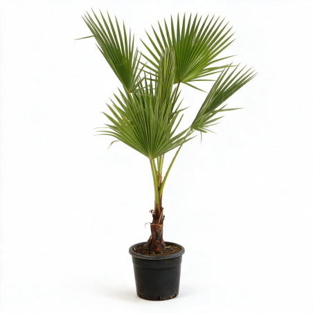 Palmier Washingtonia - Washingtonia robusta 110cm Pot 10L