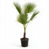 Palmier Washingtonia - Washingtonia robusta 110cm Pot 10L
