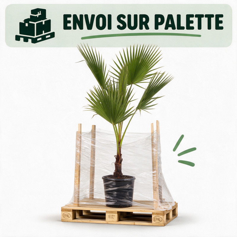 Palmier Washingtonia - Washingtonia robusta 110cm Pot 10L