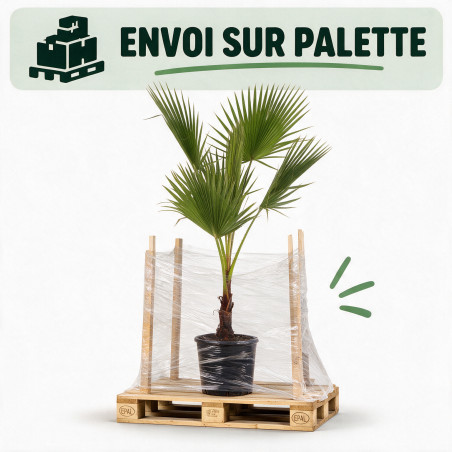 Palmier Washingtonia - Washingtonia robusta 110cm Pot 10L