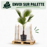 Palmier Washingtonia - Washingtonia robusta 110cm Pot 10L