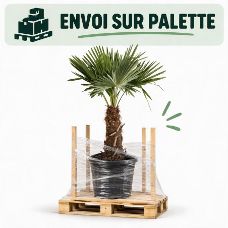 Palmier chanvre - Trachycarpus fortunei 120/140cm Pot 40L