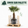 Palmier chanvre - Trachycarpus fortunei 120/140cm Pot 40L