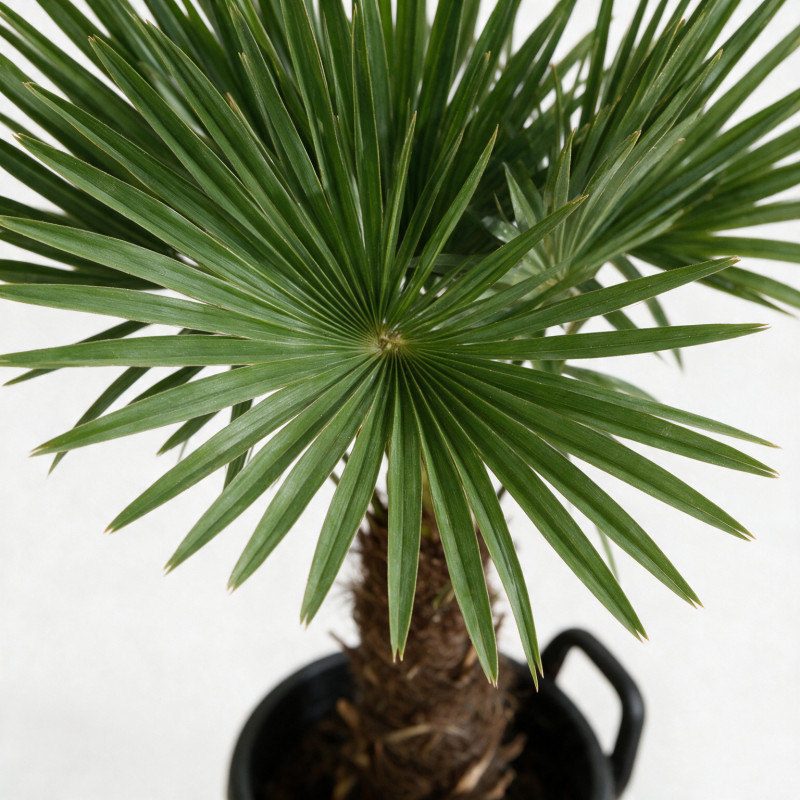 Palmier chanvre - Trachycarpus fortunei 120/140cm Pot 40L