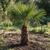 Palmier chanvre - Trachycarpus fortunei 120/140cm Pot 40L