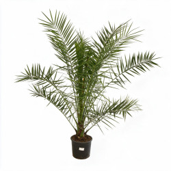 Palmier des Canaries - Phoenix canariensis 110cm Pot 10L
