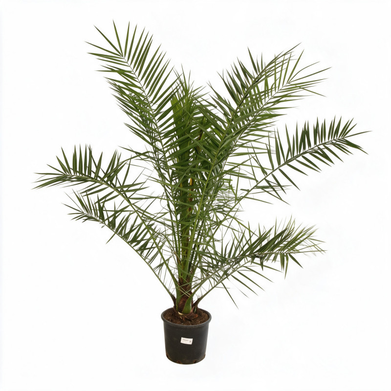 Palmier des Canaries - Phoenix canariensis 110cm Pot 10L