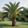 Palmier des Canaries - Phoenix canariensis 110cm Pot 10L