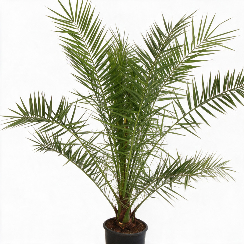 Palmier des Canaries - Phoenix canariensis 110cm Pot 10L