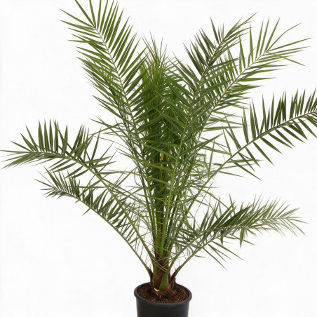 Palmier des Canaries - Phoenix canariensis 110cm Pot 10L
