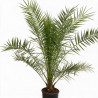 Palmier des Canaries - Phoenix canariensis 110cm Pot 10L