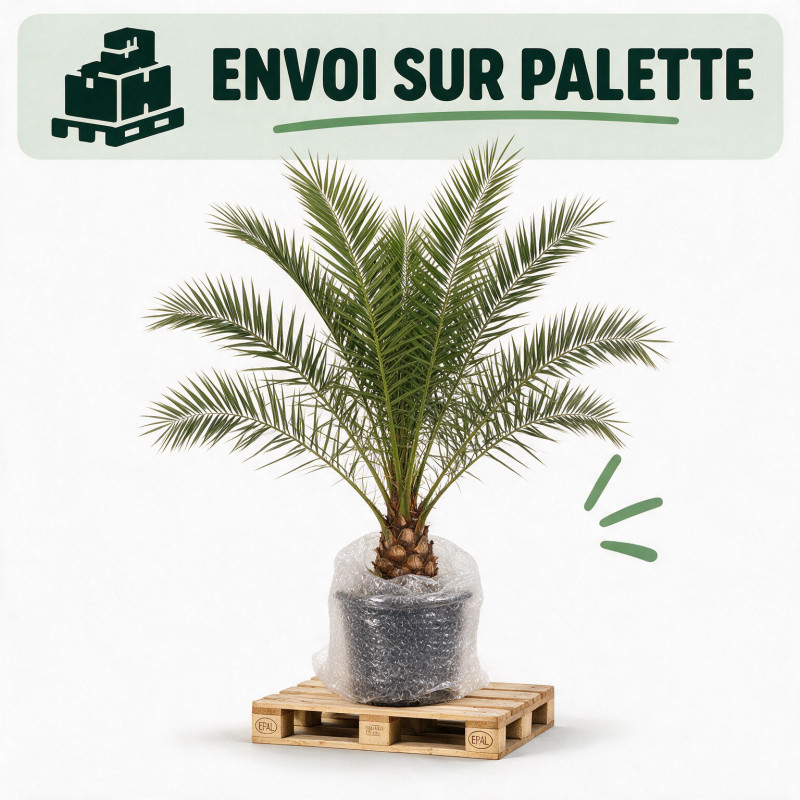 Palmier des Canaries - Phoenix canariensis 110cm Pot 10L