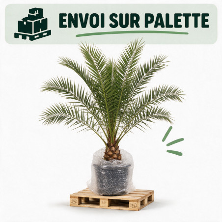 Palmier des Canaries - Phoenix canariensis 110cm Pot 10L