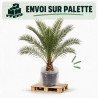 Palmier des Canaries - Phoenix canariensis 110cm Pot 10L