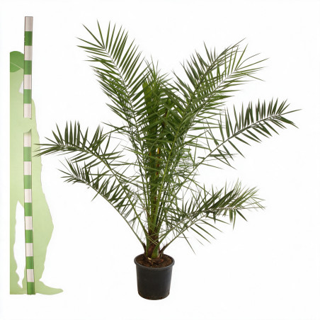 Palmier des Canaries - Phoenix canariensis 110cm Pot 10L