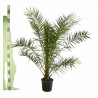 Palmier des Canaries - Phoenix canariensis 110cm Pot 10L