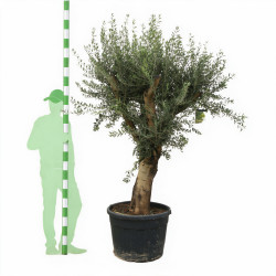 Olivier d’Europe 200cm - Olea europaea 200cm Pot 110L - Tige