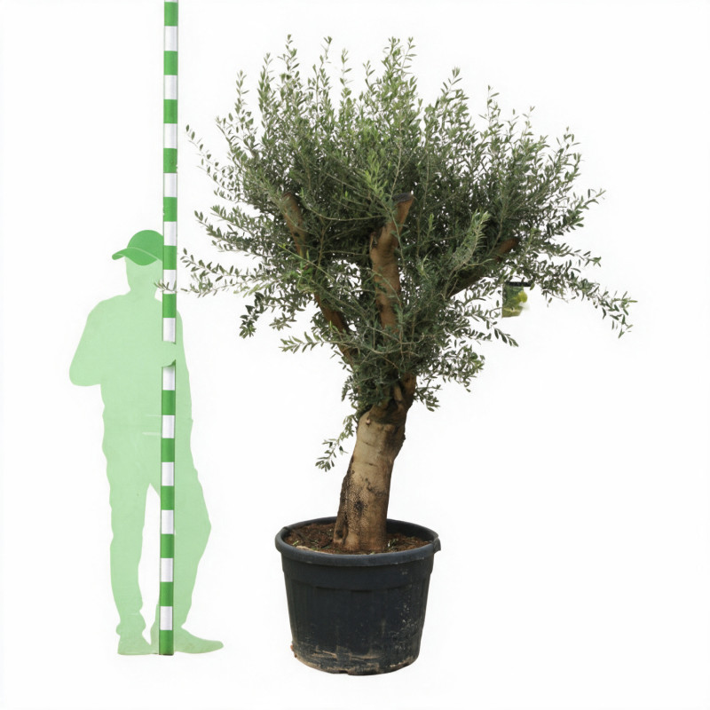 Olivier d’Europe 200cm - Olea europaea 200cm Pot 110L - Tige