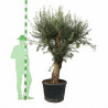 Olivier d’Europe 200cm - Olea europaea 200cm Pot 110L - Tige
