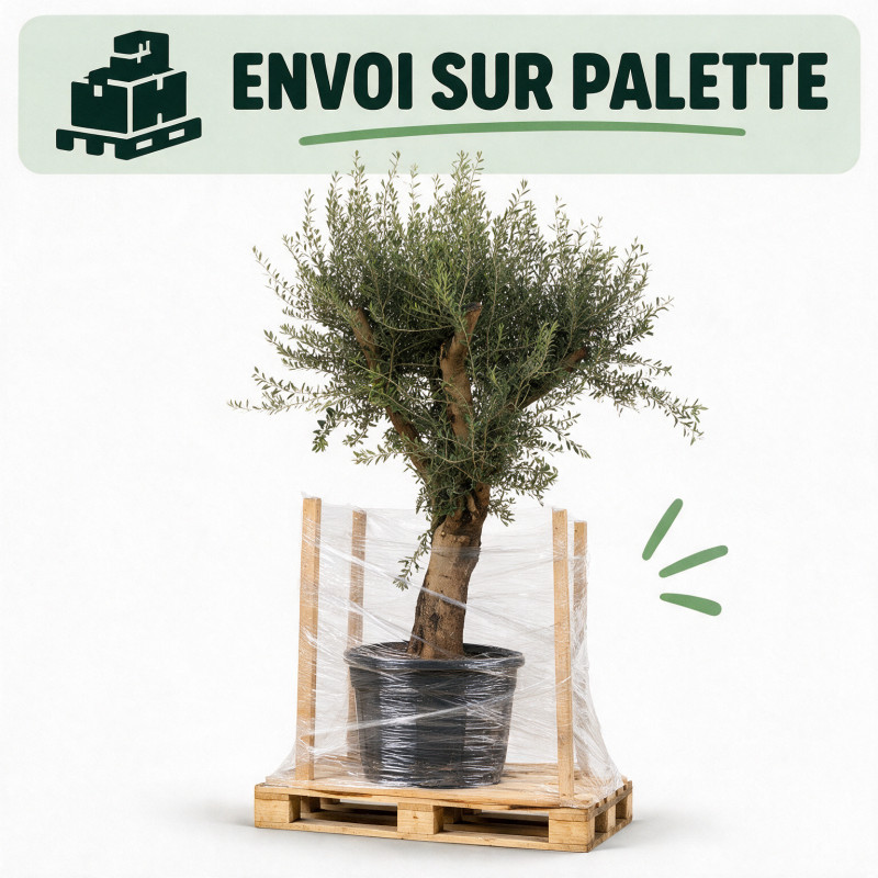 Olivier d’Europe 200cm - Olea europaea 200cm Pot 110L - Tige