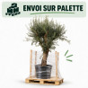Olivier d’Europe 200cm - Olea europaea 200cm Pot 110L - Tige