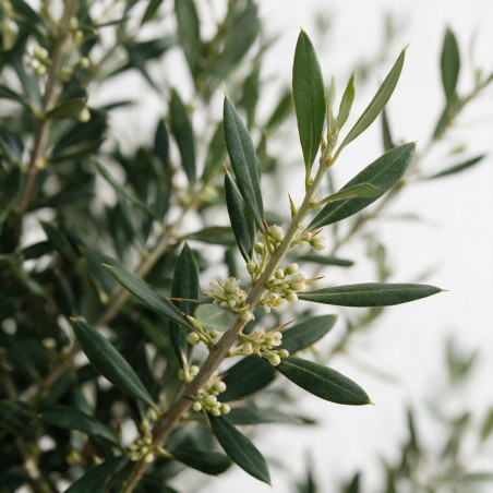 Olivier d’Europe 200cm - Olea europaea 200cm Pot 110L - Tige